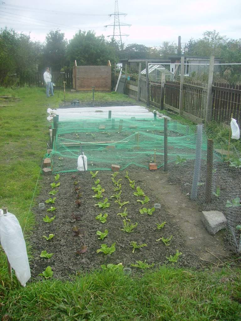 Allotments 4 All - Al