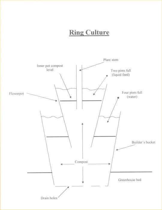 Ring culture.jpg