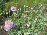 Allotment Gallery
