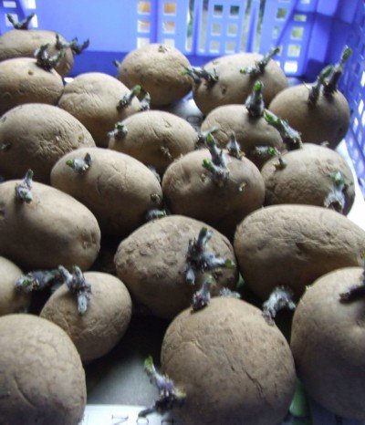 Chitting.jpg