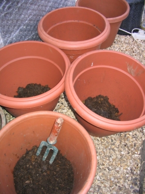 Pot1.jpg