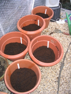 Pot3.jpg