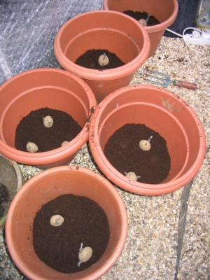Pot2.jpg