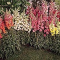 Thumbnail for version as of 13:27, 15 March 2006