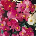 Thumbnail for version as of 17:01, 16 March 2006
