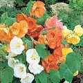 Thumbnail for version as of 10:23, 14 March 2006