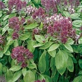 Thumbnail for version as of 11:05, 14 March 2006