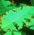 Thumbnail for version as of 10:44, 20 March 2006