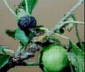 Thumbnail for version as of 08:05, 23 March 2006