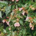 Thumbnail for version as of 08:01, 14 March 2006