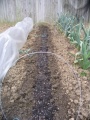 Thumbnail for version as of 16:59, 7 March 2006