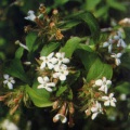 Thumbnail for version as of 08:02, 14 March 2006