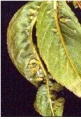 Thumbnail for version as of 13:19, 20 March 2006