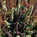 Thumbnail for version as of 08:26, 15 March 2006