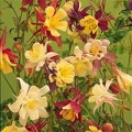 Thumbnail for version as of 13:36, 15 March 2006