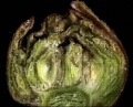 Thumbnail for version as of 08:23, 23 March 2006