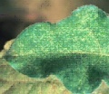 Thumbnail for version as of 19:24, 20 March 2006