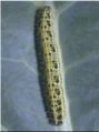 Thumbnail for version as of 10:06, 20 March 2006