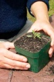 Thumbnail for version as of 09:28, 24 February 2006