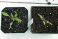 Thumbnail for version as of 09:17, 24 February 2006