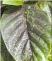 Thumbnail for version as of 13:20, 20 March 2006