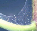 Thumbnail for version as of 19:24, 20 March 2006