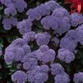 Thumbnail for version as of 08:30, 15 March 2006