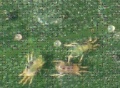 Thumbnail for version as of 19:24, 20 March 2006