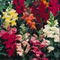 Thumbnail for version as of 13:32, 15 March 2006