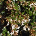 Thumbnail for version as of 08:02, 14 March 2006