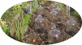 Thumbnail for version as of 15:45, 24 February 2006