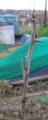 Thumbnail for version as of 17:03, 3 March 2006