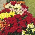 Thumbnail for version as of 13:25, 15 March 2006