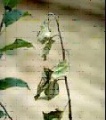 Thumbnail for version as of 08:05, 23 March 2006
