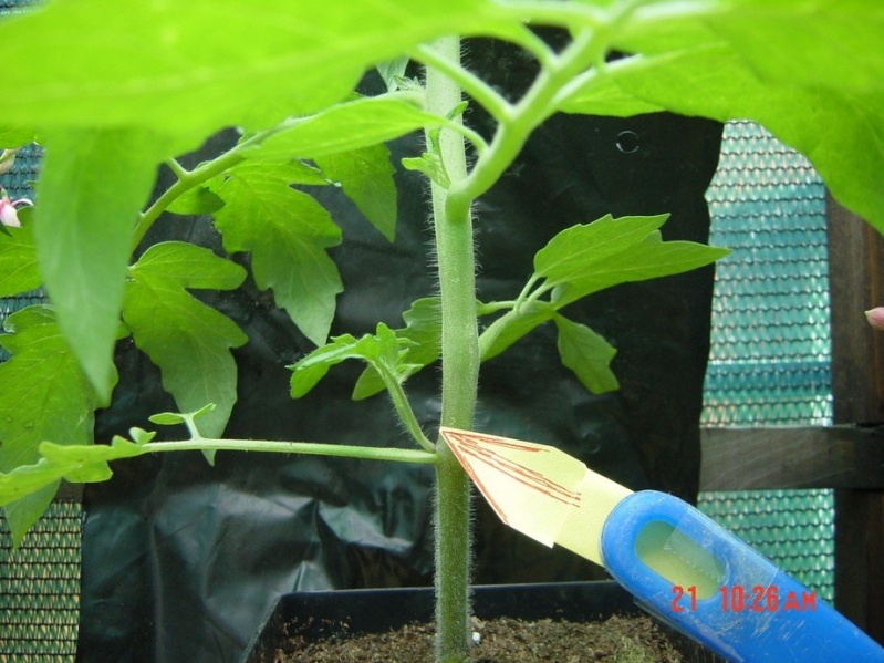 File:Sideshoot.jpg