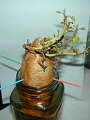 Thumbnail for version as of 15:51, 15 February 2006