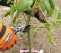 Thumbnail for version as of 09:14, 24 February 2006