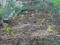 Thumbnail for version as of 10:48, 24 February 2006