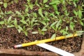Thumbnail for version as of 09:27, 24 February 2006