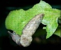 Thumbnail for version as of 08:32, 22 March 2006
