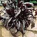 Thumbnail for version as of 16:46, 16 March 2006