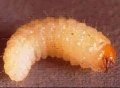 Thumbnail for version as of 10:44, 20 March 2006