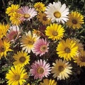 Thumbnail for version as of 13:41, 15 March 2006