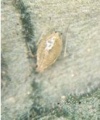 Thumbnail for version as of 13:19, 20 March 2006