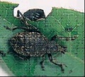 Thumbnail for version as of 10:43, 20 March 2006