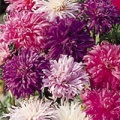 Thumbnail for version as of 08:24, 16 March 2006