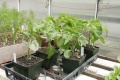 Thumbnail for version as of 09:16, 24 February 2006