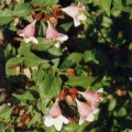 Thumbnail for version as of 08:02, 14 March 2006