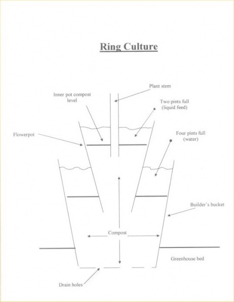 File:Ring culture.jpg