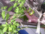 scabby tomato